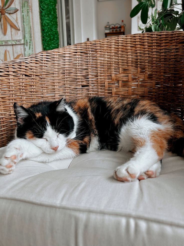 a calico cat laying on top of a white couch