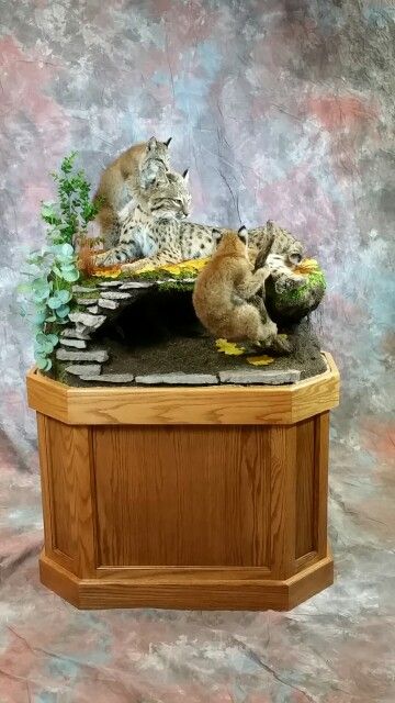 two cats sitting on top of a wooden box with plants and rocks in front of it