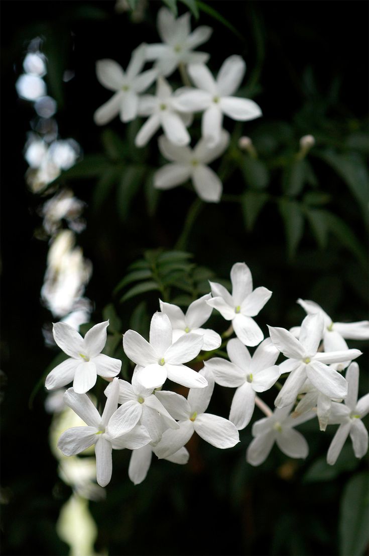 white flowers with green leaves in the background