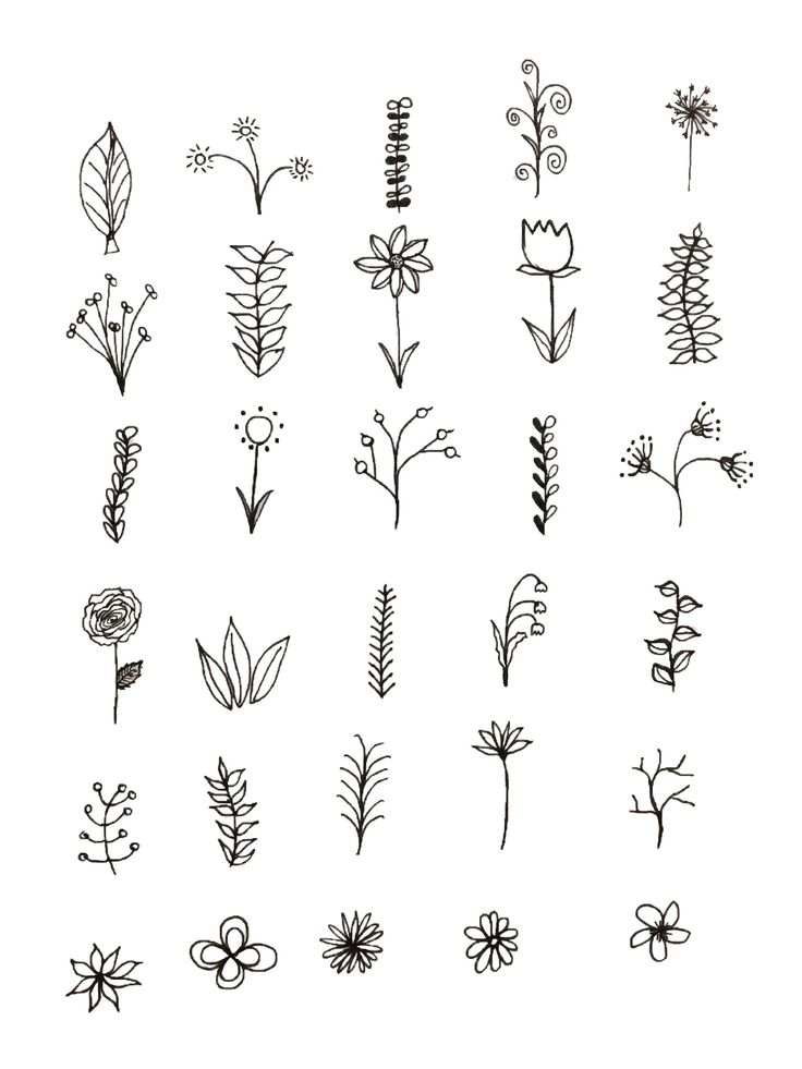 the different types of flowers drawn by hand