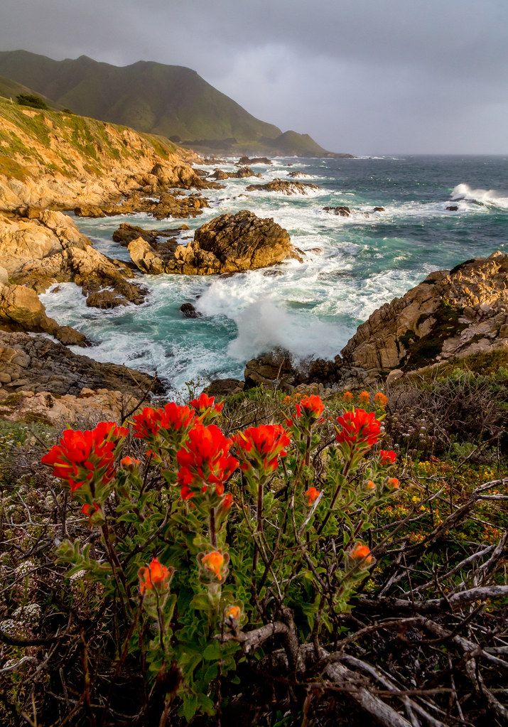 some red flowers by the ocean on a cloudy day