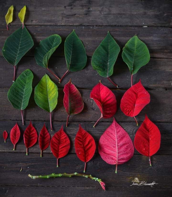 several different types of leaves on a wooden surface