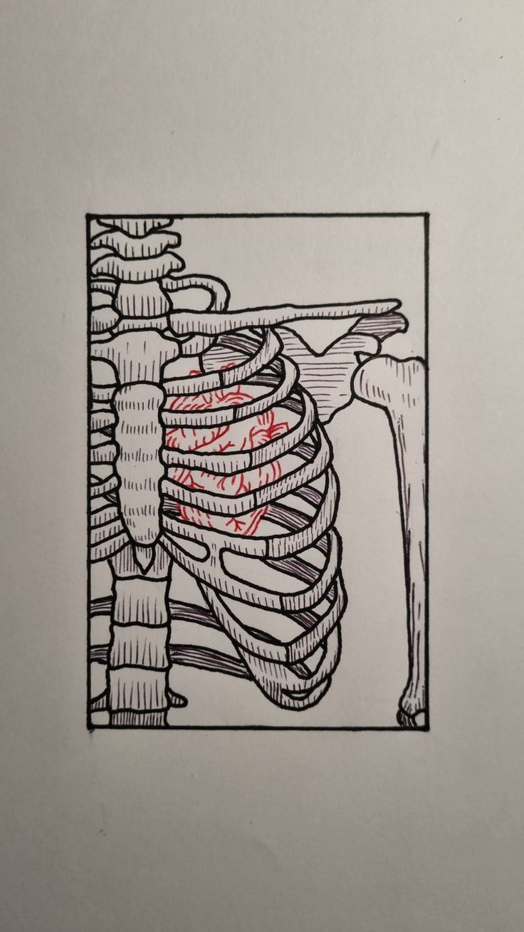 a drawing of a rib cage with the ribs exposed