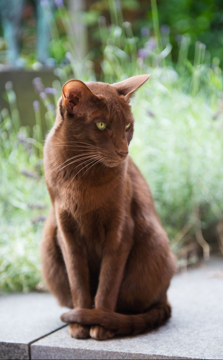 a brown cat sitting on top of a cement slab next to plants and flowers in the background