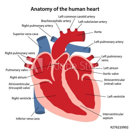 the anatomy of the human heart with labels on white background stock photo and royalty illustration