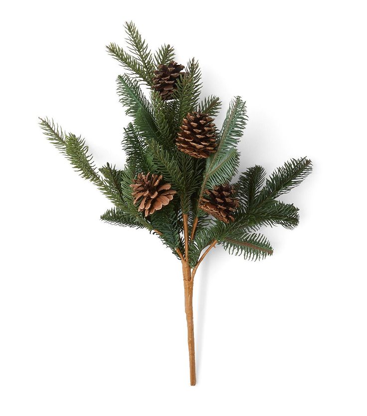 a pine tree with cones on it is against a white background and has long thin branches