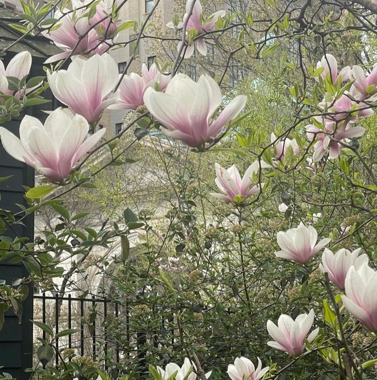 pink and white flowers blooming in front of a black fence