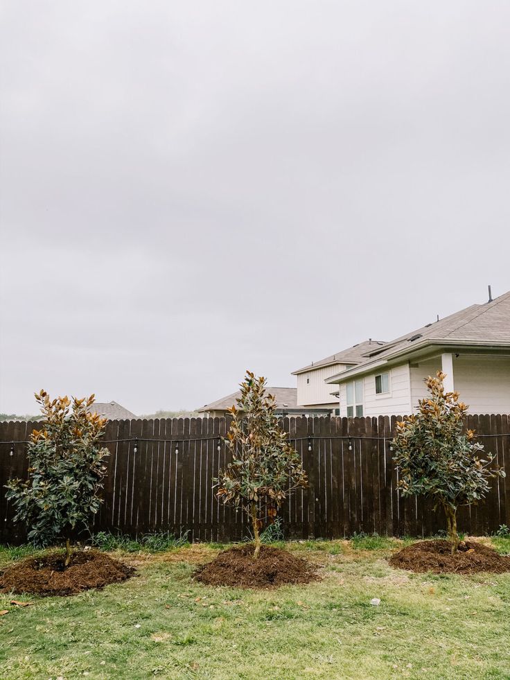 three trees planted in the middle of a yard next to a wooden fence and house