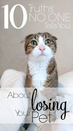 a cat sitting on top of pillows with the words 10 truths no one tells you about losing your pet