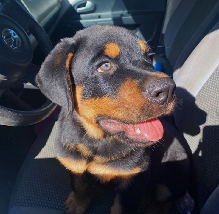 a black and brown dog sitting in the back seat of a car with its tongue hanging out