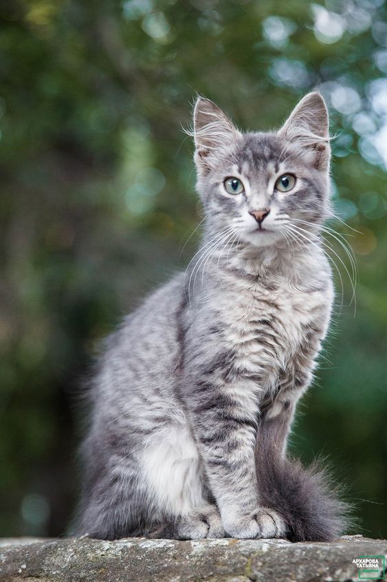 a small gray kitten sitting on top of a stone wall in front of some trees