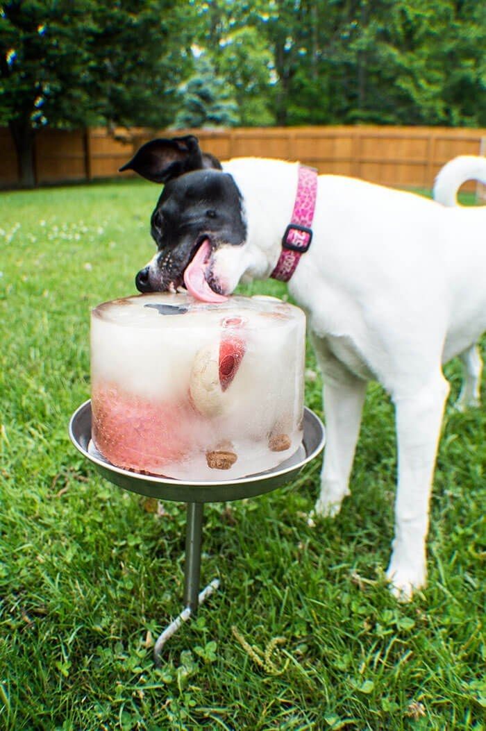 Outdoor Dog Birthday Party, Dog Carnival Ideas, Dog Beach Birthday Party, Dog Birthday Party Games For Dogs, Dog Beach Party, Dog Party Ideas For Dogs, Dog Pool Party Ideas, Dogs First Birthday Ideas Party Themes, Dog Ice Cube Treats