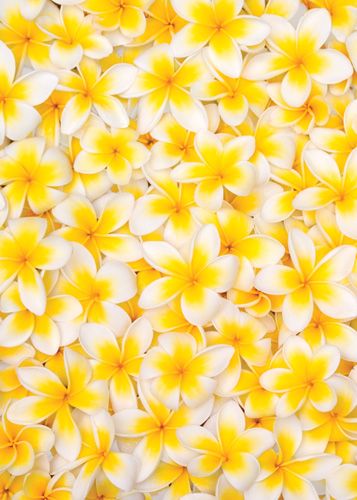 yellow and white flowers are arranged in the shape of a square pattern on a wall