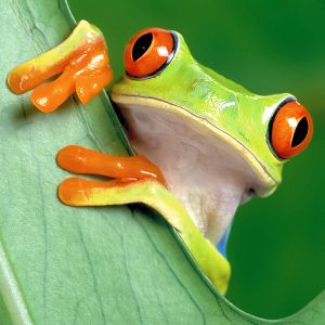 a frog with orange eyes sitting on a leaf