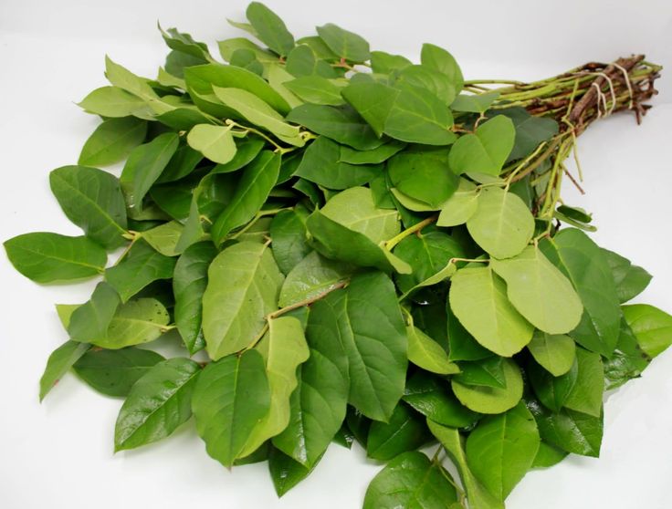 Buy Online High quality and Fresh Salal - Greenchoice Flowers Flower Scissors, Lemon Leaf, Flower Identification, Lemon Leaves, Bucket Filling, Floral Greenery, Evergreen Plants, Flower Care, Fresh Cut