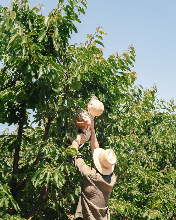 a man in a straw hat is picking berries from a tree with his arms and hands