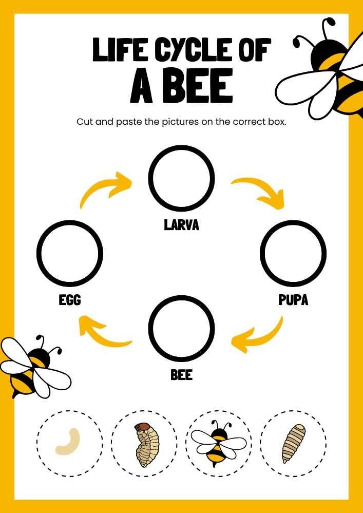 the life cycle of a bee is shown in this graphic style, with instructions to make it