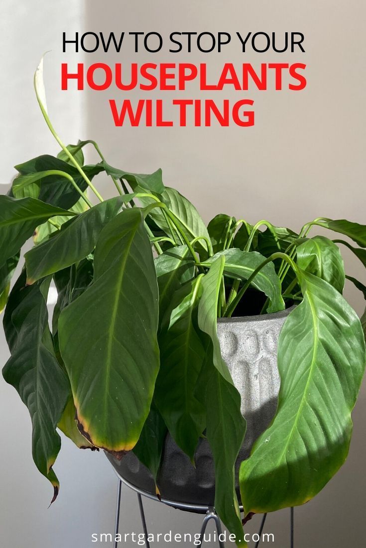 a potted plant with the words how to stop your houseplants witting