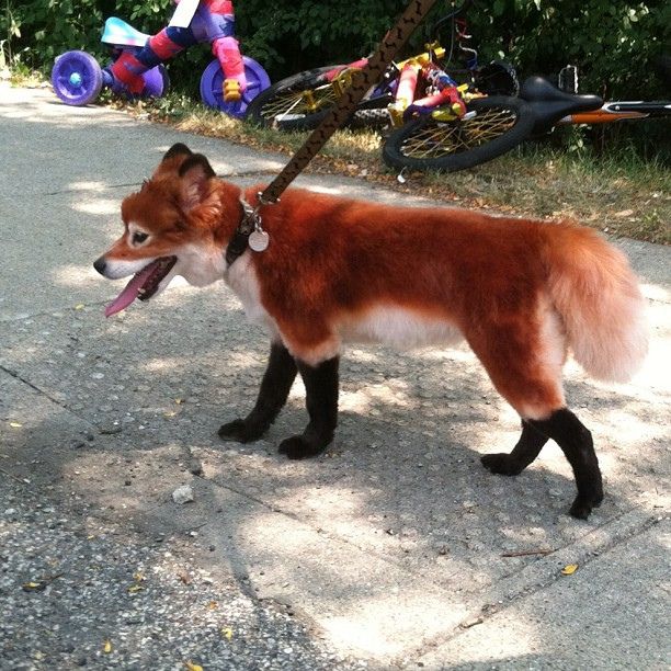 a dog with its tongue out walking down the street