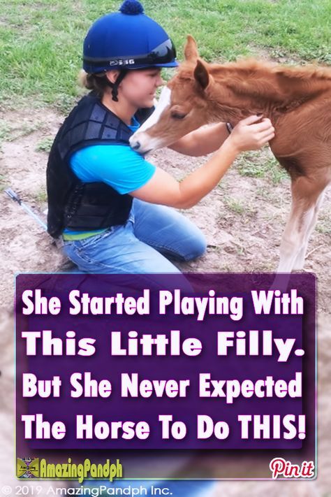 a young boy is petting a baby horse in the field with a caption that reads, she started playing with this little fully but she never expected the horse to do this