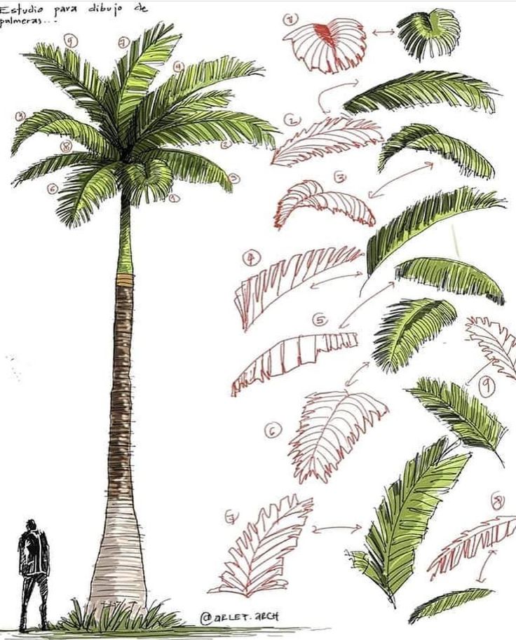 a drawing of a man standing next to a tall palm tree with lots of leaves