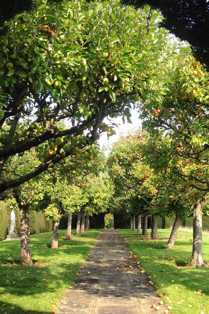 an apple tree lined path in the middle of a park