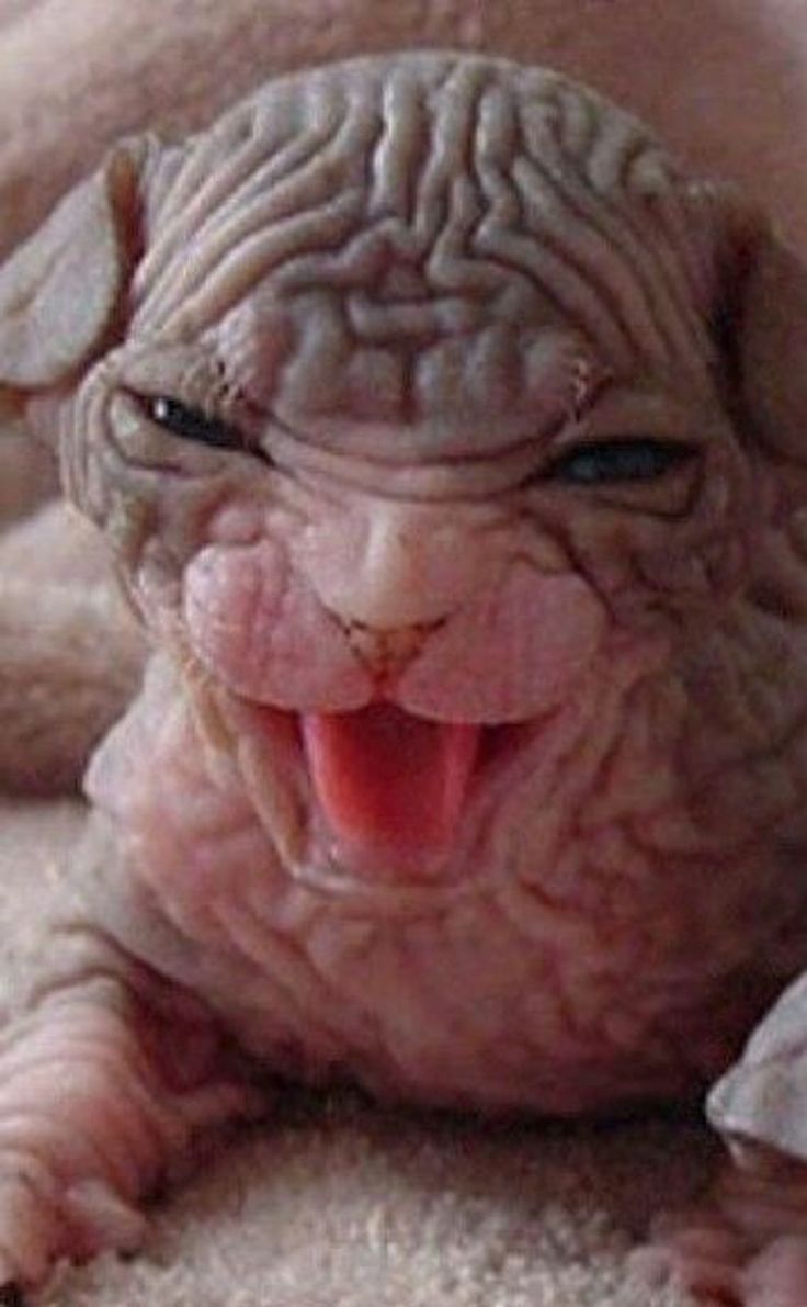 the hairless cat is laying down with its tongue out and it's eyes wide open