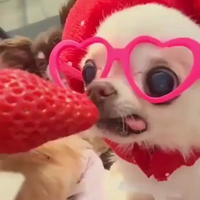 a small dog wearing heart shaped glasses and holding a strawberry in it's mouth