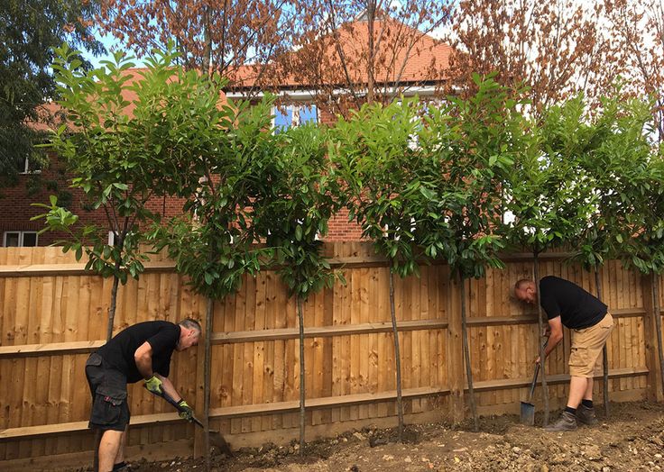 two men are digging in the dirt near a fence with trees growing on top of it