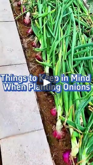 there are onions growing in the ground next to some bricks and grass with text that reads things to keep in mind when planting onions