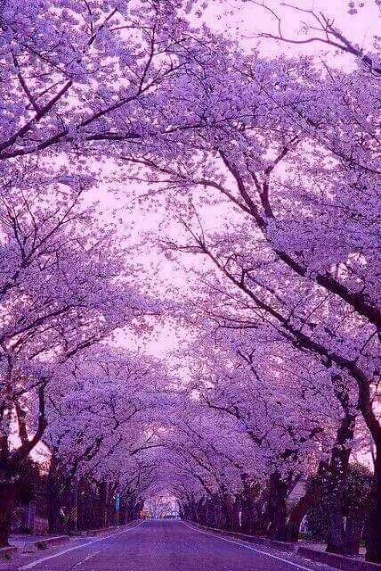 the road is lined with purple trees in full bloom, and there are no cars on it