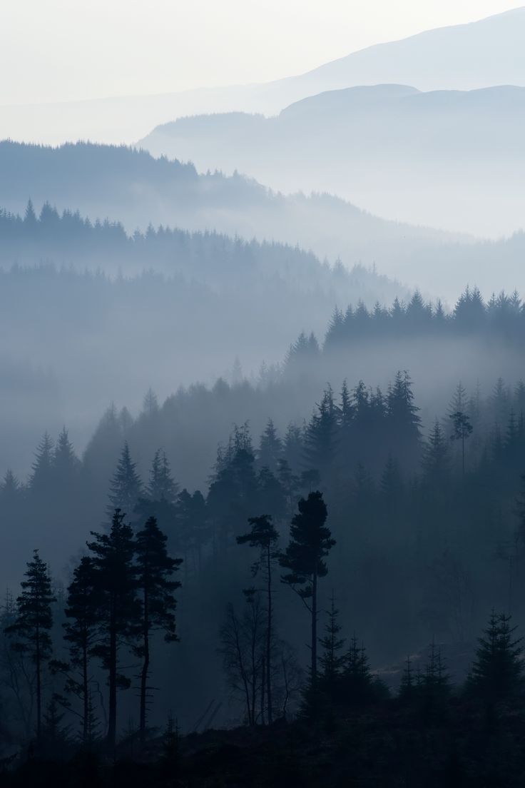 the foggy mountains are covered with trees