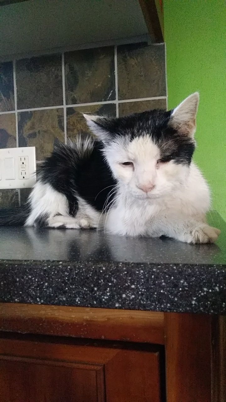 a black and white cat sitting on top of a counter