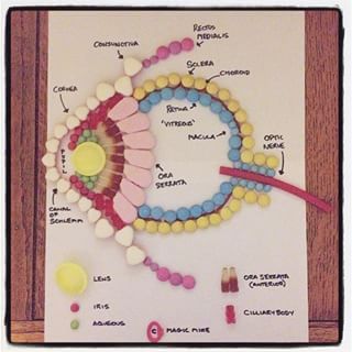 an image of a model of the human body with all its components labeled on it