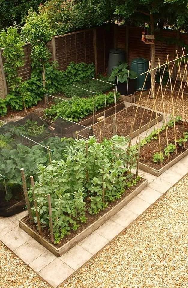 an outdoor garden with many plants growing in it