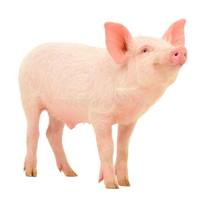 a small pig standing on top of a white surface