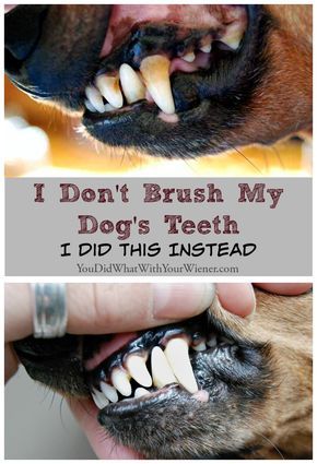 a dog is getting his teeth brushed by someone's hand with the caption i don't brush my dog's teeth i did this instead