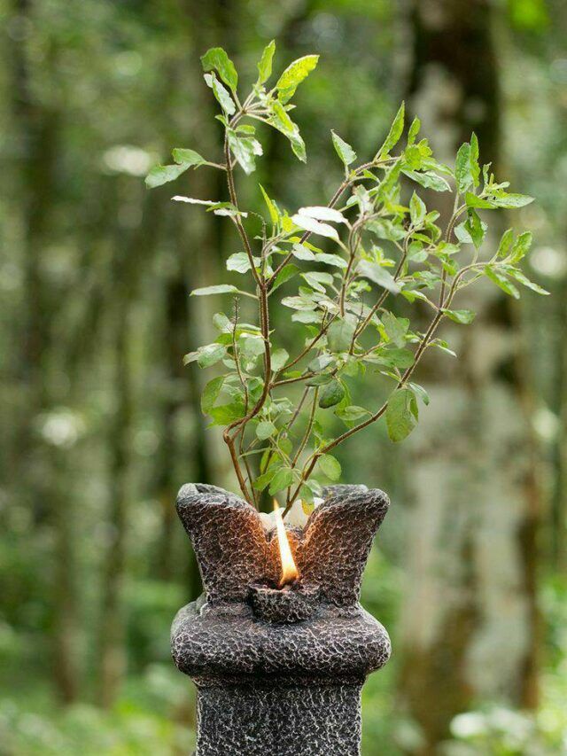 a small tree is growing out of an old statue in the middle of a forest