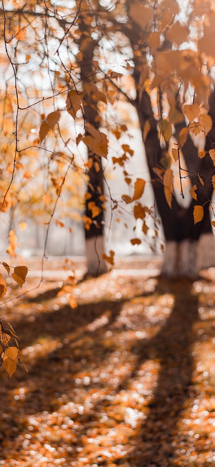 the sun shines through some trees with yellow leaves on them in an autumn park