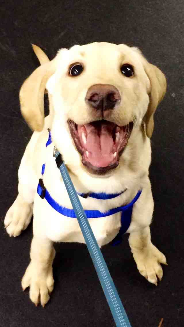 a white dog with a blue leash on it's neck smiles at the camera