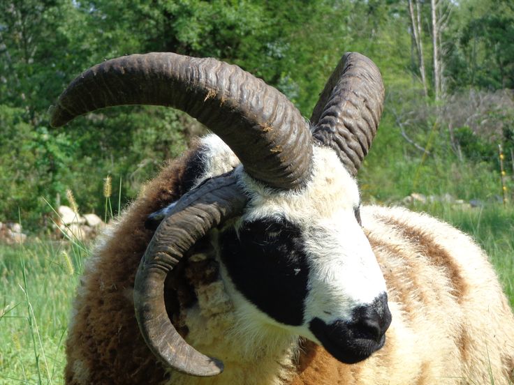 an animal with large horns standing in the grass