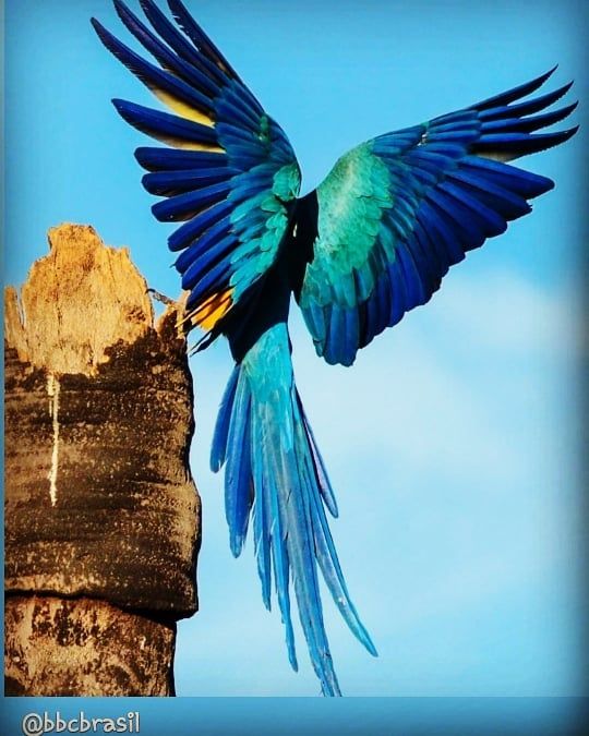 a blue and yellow bird with its wings open on top of a tree trunk in the sky