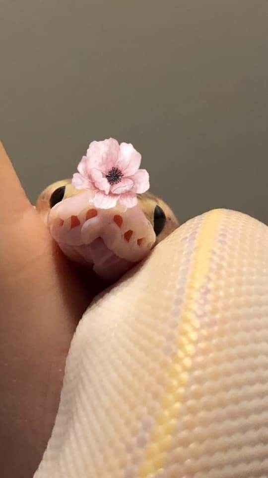 a tiny pink flower sitting on top of a person's finger