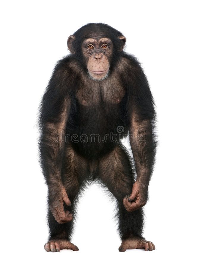 a chimpan monkey standing on its hind legs and looking up at the camera