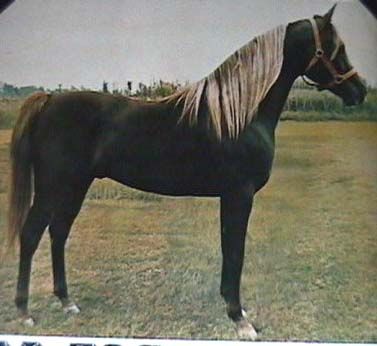 a black horse standing on top of a grass covered field