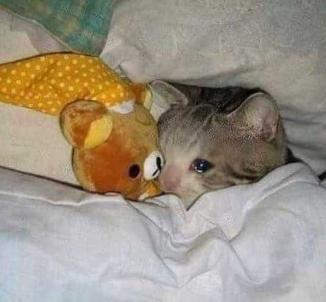 a cat laying on top of a bed next to a stuffed animal teddybear