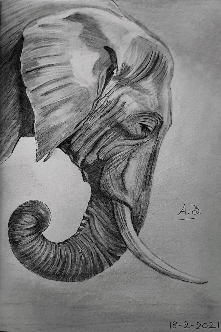 an elephant's head is shown in this drawing