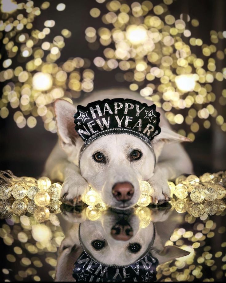 a white dog wearing a happy new year hat