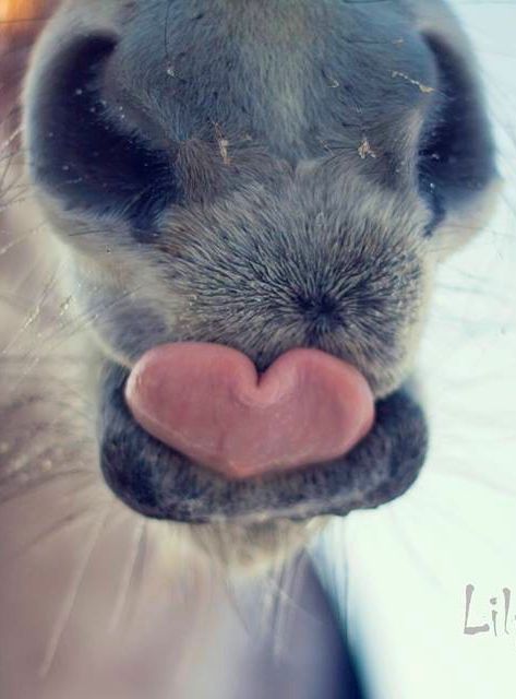 a horse's nose with its tongue sticking out