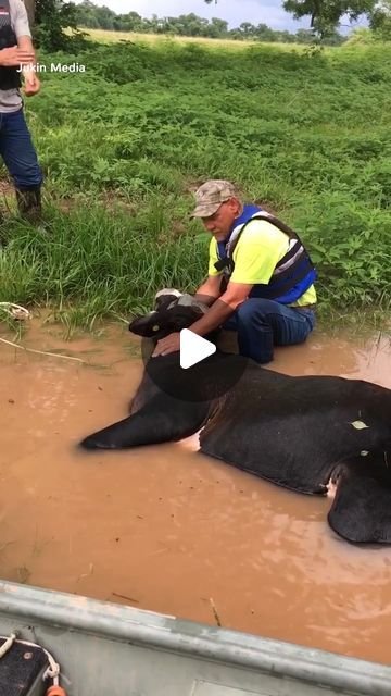 two men in yellow vests are tending to an animal that is laying in the mud